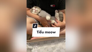 Mất chym xong thành tiểu tam giật bồ người ta lun 🤷🏻‍♀️ SummerBeauty meo cat trending