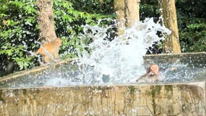 Monkeys jumping into the water one after another.