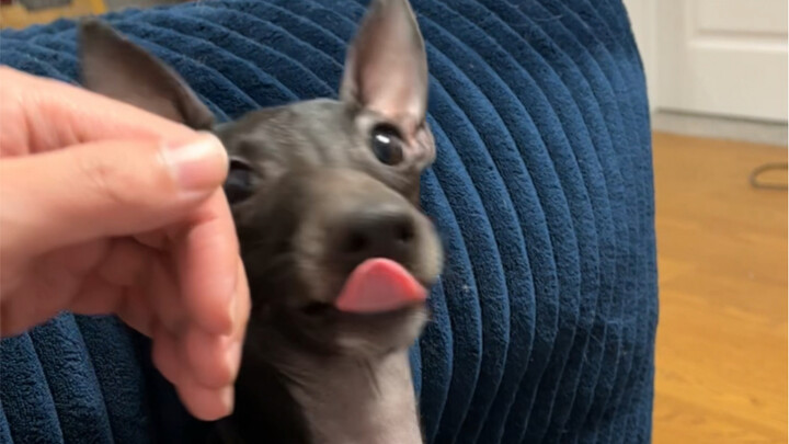 Let me tell you, his “dog head” is rock-solid…