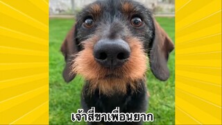 สัตว์เลี้ยงเพื่อนขนปุย : เจ้าสี่ขาเพื่อนยาก