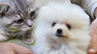 ลูกแมวเจอ @Puppy Street อิจฉาพ่อ