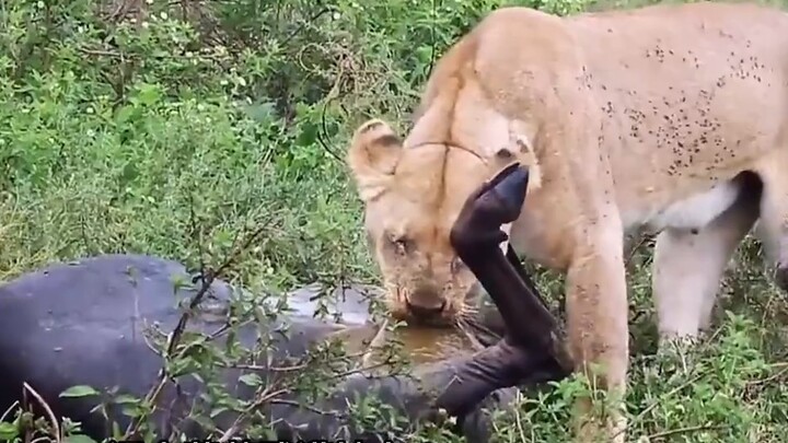 Lioness transforms into bomb disposal expert to perform surgery on wildebeest