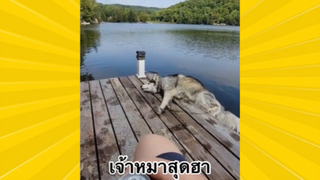 สัตว์เลี้ยงเพื่อนขนปุย: เจ้าหมาสุดฮา