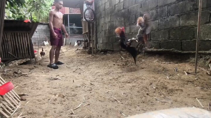 Dome vs Sweater Gilmore (stag)