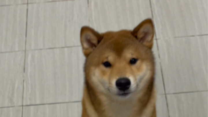 ลูกชายตัวใหญ่ของแม่ (ดูเจ้าโง่ขนาดนี้ก็ยังไม่เข้าใจ)