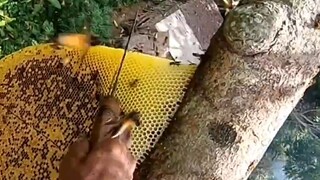 十余米高空巧取蜂蜜