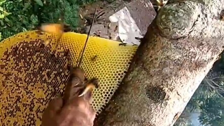 แย่งน้ำผึ้งจากความสูงกว่าสิบเมตรอย่างชาญฉลาด