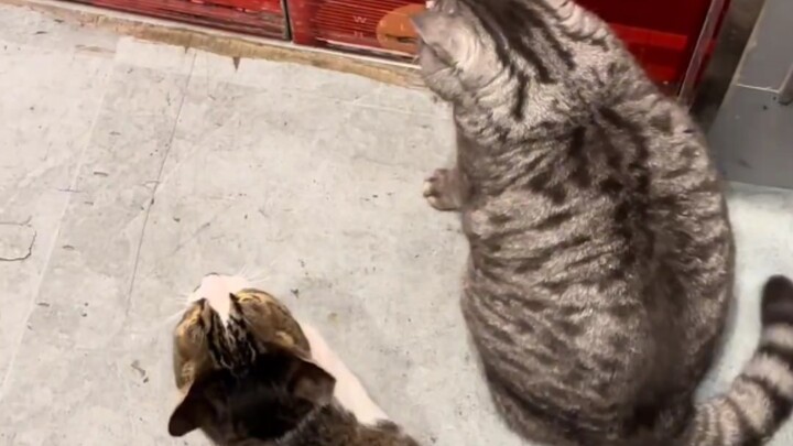 Cat: What the heck just poked my butt?