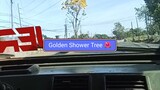 Golden Shower Tree Flower