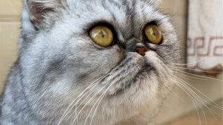 同样都是猫，智商差距咋就这么大呢？