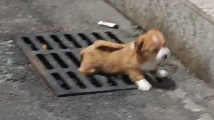 Quả nhiên, lúc ngại ngùng chó cũng giả vờ bận rộn lắm nhé～