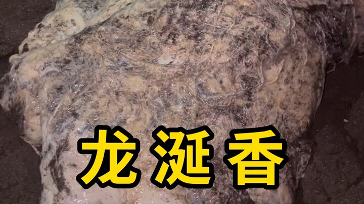 العنبر، إفراز صفراوي من حوت العنبر!