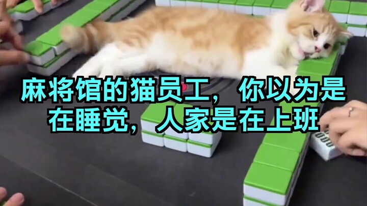 The cat employee at the mahjong parlor—you might think it’s sleeping, but it’s actually at work.