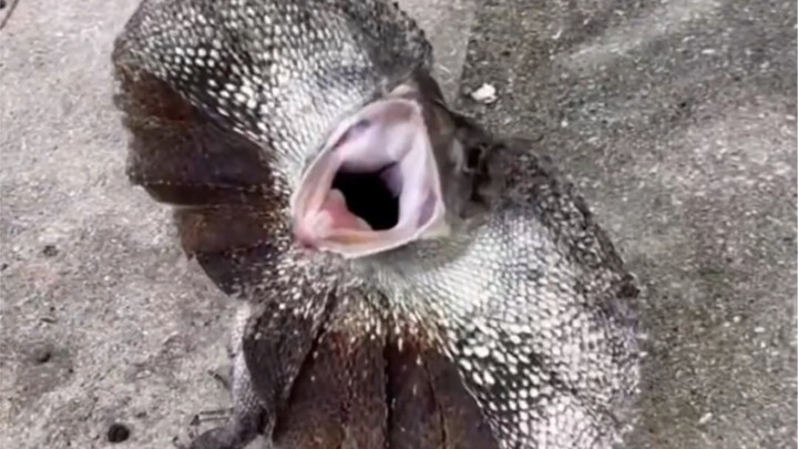 จิ้งจกฉัตรตัวขี้หงุดหงิดบังเอิญหลงเข้ามาในสถานีพิทักษ์ป่า พอถูกพี่สาวประจำสถานีเก็บมาเลี้ยงก็ไม่ได้เ