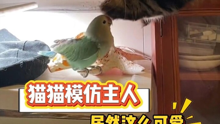 Biết là mèo hay bắt chước chủ, nhưng Orange lại bắt chước dễ thương đến thế này sao!