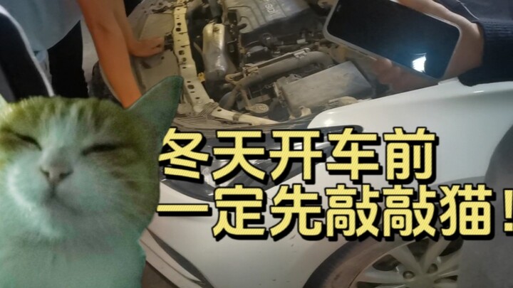 ฉันช่วยแมวไว้ตัวหนึ่ง ไหว้พระจันทร์โชคดี!