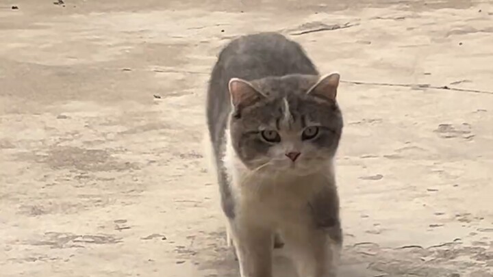 Con mèo bẩn ở tiệm sửa chữa