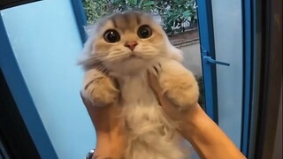 Hôm nay là một bộ sưu tập mèo hoàn toàn tự động