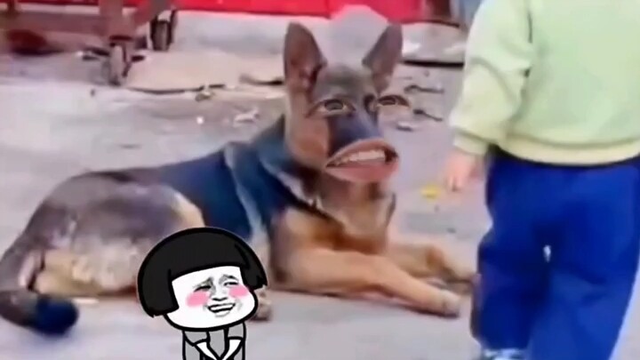Anjing: Aku memang ingin membantumu, tapi aku ingin menikmati makanan anjing dua hari lagi dulu