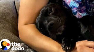 Pittie ตั้งครรภ์ได้รับการบันทึกและจะไม่หยุดกอดผู้ช่วยชีวิตของเธอ The Dodo Pittie Nation