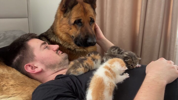 German Shepherd looks bewildered as its owner develops feelings for someone else