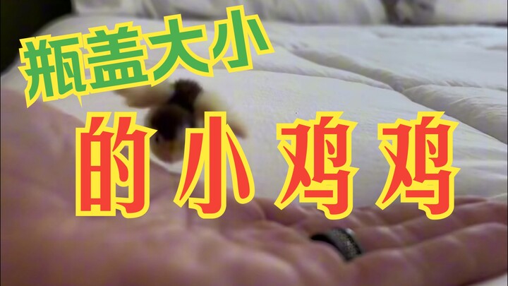 这样的小小鸡你见过吗