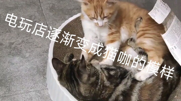 Quán game mở được nửa năm dần biến thành quán cà phê mèo