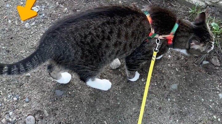 As everyone knows, cat tails can understand human speech.