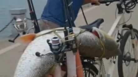 Man catches a big fish and pushes his cart all the way home #Angler’sJoy #ShowOff #CuresBadMood