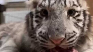 A million-dollar year-end gift, yet this toothless guy can't even get a full meal in the wild.