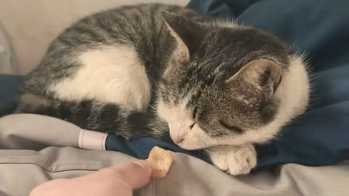 A little kitten showed up at home; it looks rather pitiful.