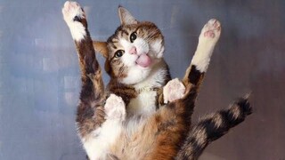 Funniest Cats 😹 - Dont try to hold back Laughter 😂 - Funny Cats Life