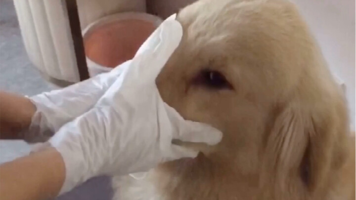 Do Not Imitate If You Have a Fierce Dog at Home