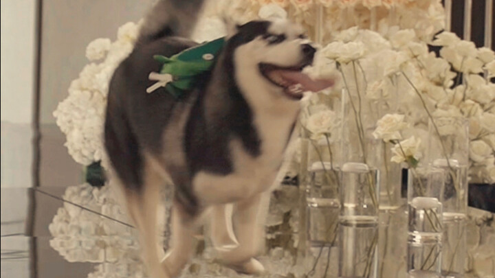 Con chó ngốc đã mang nhẫn đến tặng chúng ta, cũng coi như suôn sẻ.