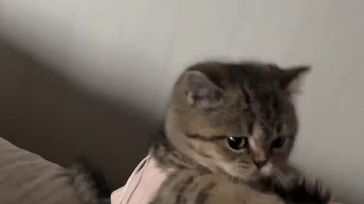 Dễ thương quá, đôi tay nhỏ mềm mại của nó.