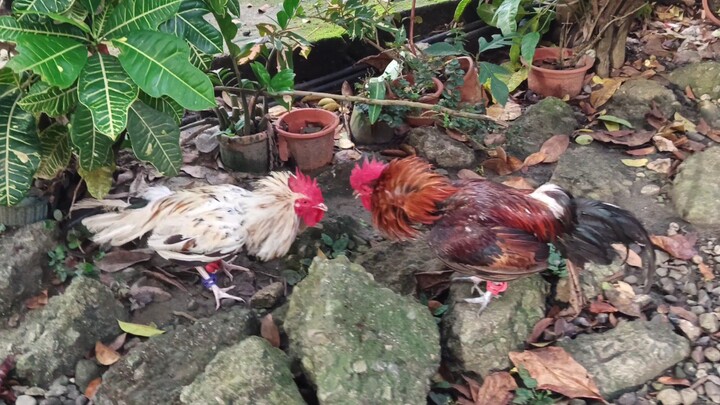 McLean Hatch VS Leiper Grey x White Kelso