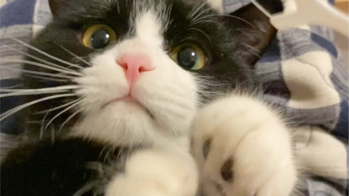 The ultimate in baby-faced charm! Kittens this cute just beg to be kissed.