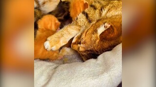 Vô tình lại trở thành mẹ nuôi (P2) | MYPET