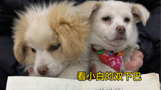 The puppy ate spicy hot pot for a month and got a double chin