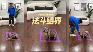 法斗居然也会被结界定住