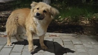Cerita dua menit tentang bagaimana aku membohongi anak anjing untuk pulang menggunakan stik ayam!
