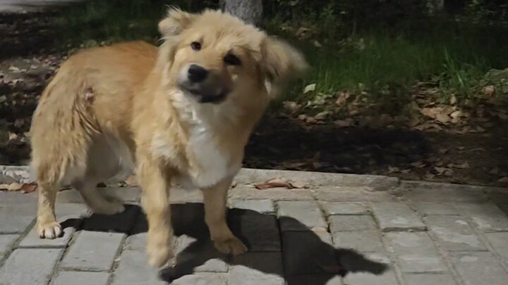 两分钟记录被我用鸡柳骗回家小狗的故事！