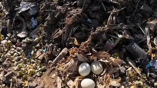 ชายหนุ่มพบกลุ่มไข่ ความอยากรู้อยากเห็นผลักดันเขาอยู่ตลอด จนในที่สุดเมื่อเขาตีไข่ออก ก็ถูกควันรมจนรีบ