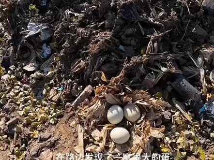 A man discovered a nest of eggs, his curiosity constantly driving him. In the end, after cracking th