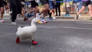"This duck... made me laugh for a full 2 minutes and 35 seconds"