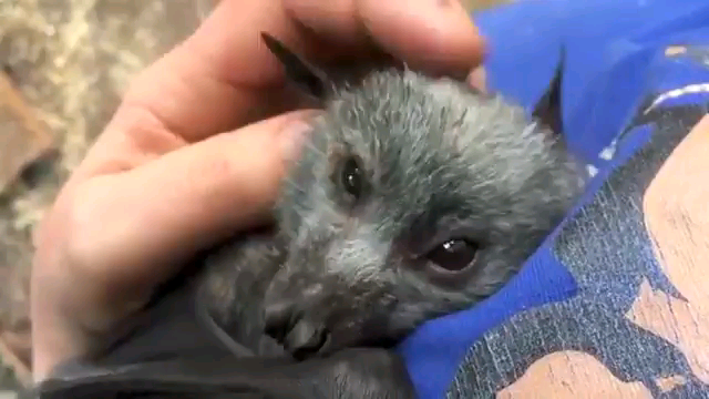 Bat-watching video