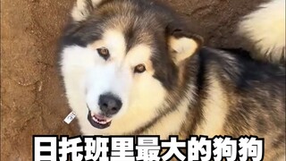 أكبر كلب في حضانة الكلاب اليومية