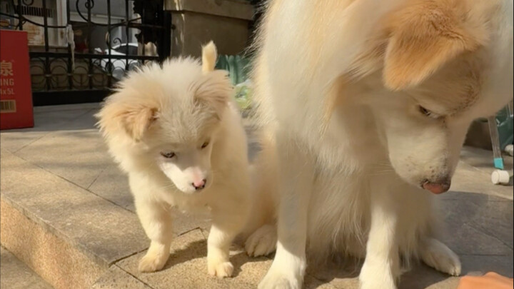 Little Sheep chased Cola away. Maybe because it’s been a stray before, Little Sheep actually gets su