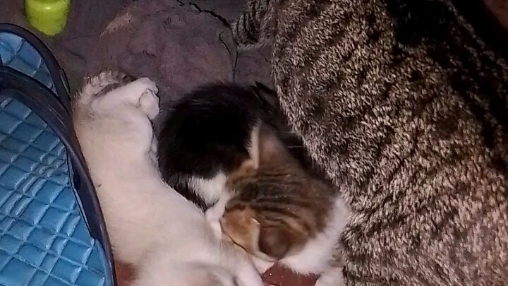 SIAMESE CAT MIX WITH PUSAKAL