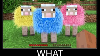Minecraft รอสิ่งที่ meme part 64 สมจริง minecraft แกะขนสี